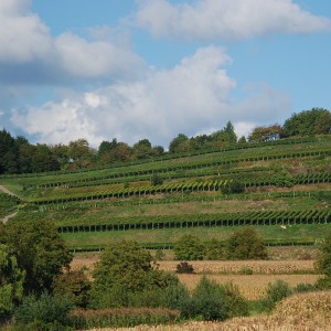Huber Vineyards