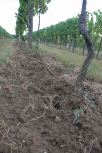 ビザムベルグの土壌