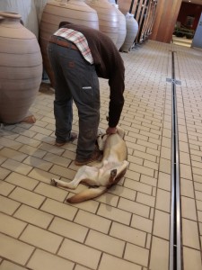 サディと犬