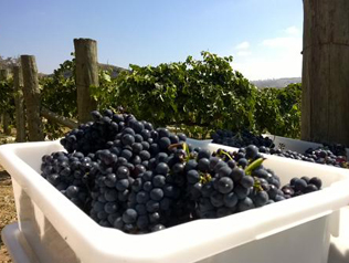 コレクターの写真2