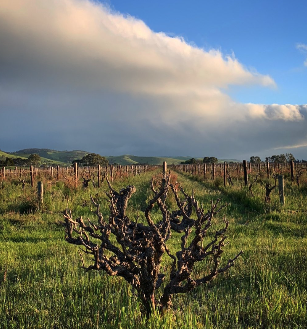 スモールフライ・ワインズの写真1