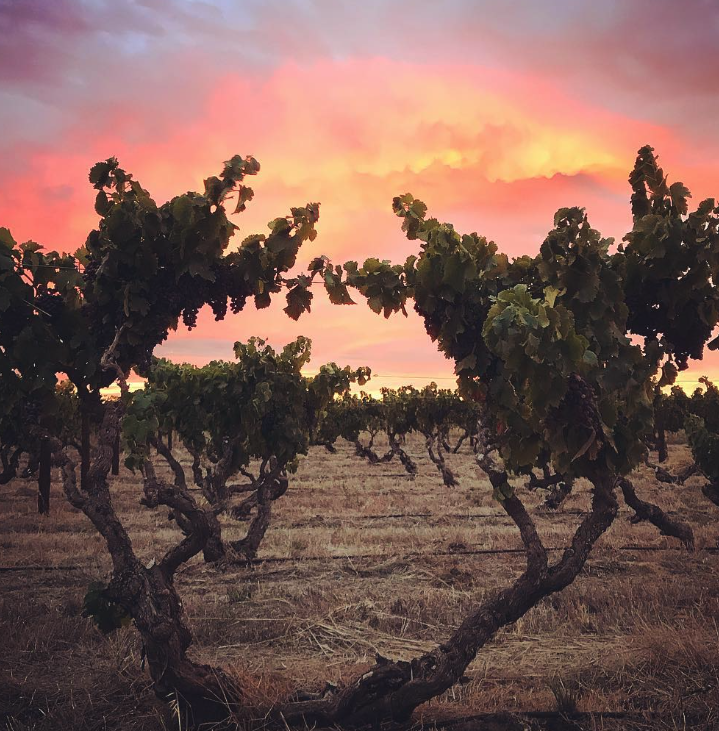 スモールフライ・ワインズの写真3