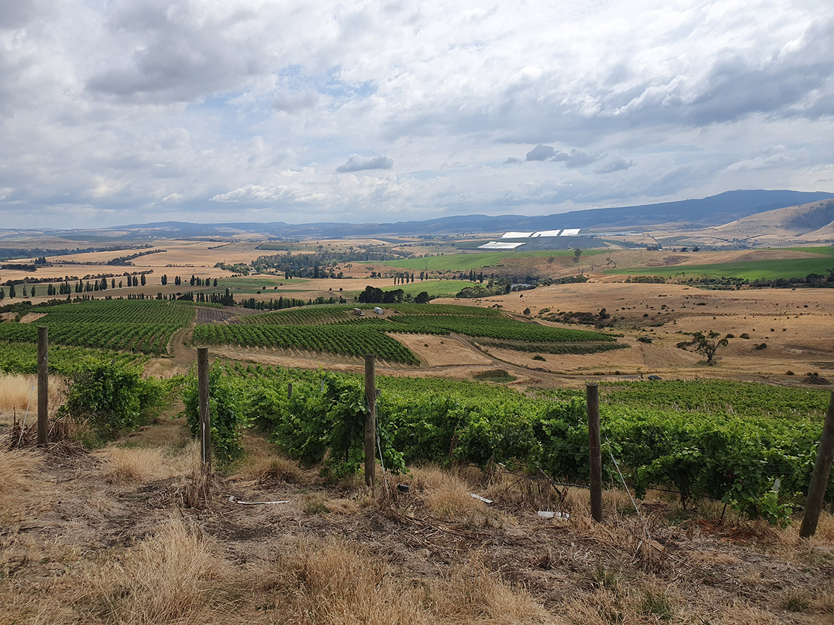 フューチャー・パーフェクト・ワインズの写真1