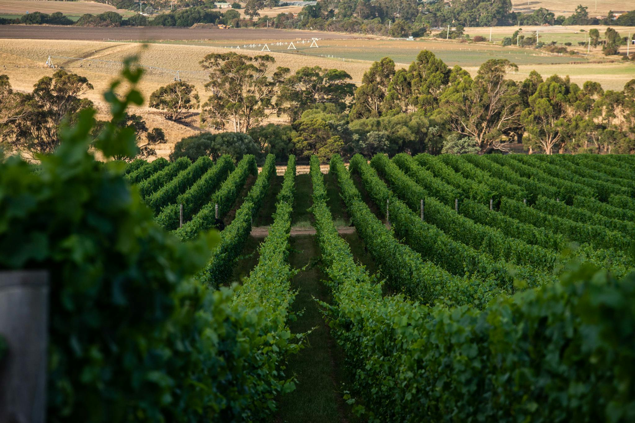 トルパドル・ヴィンヤードの写真2