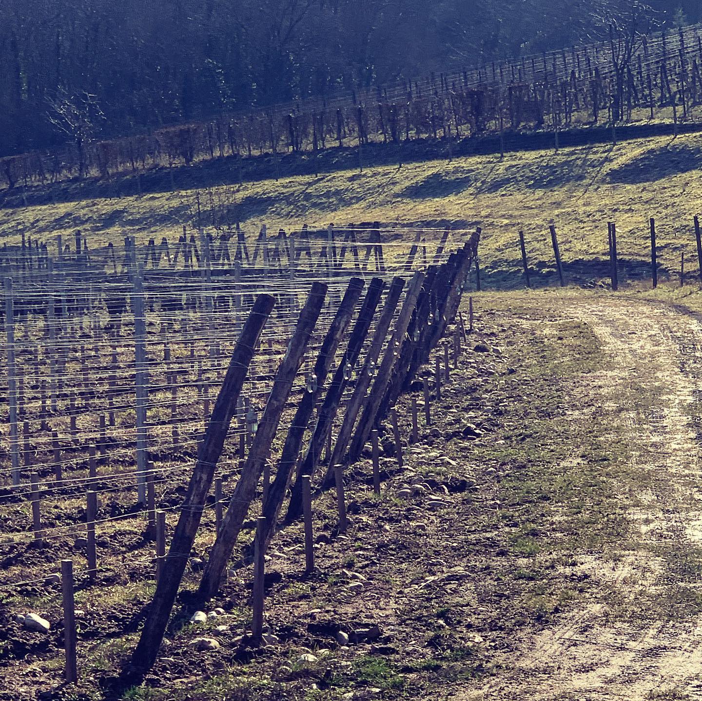  ドメーヌ・ツィント・ウンブレヒトの写真2