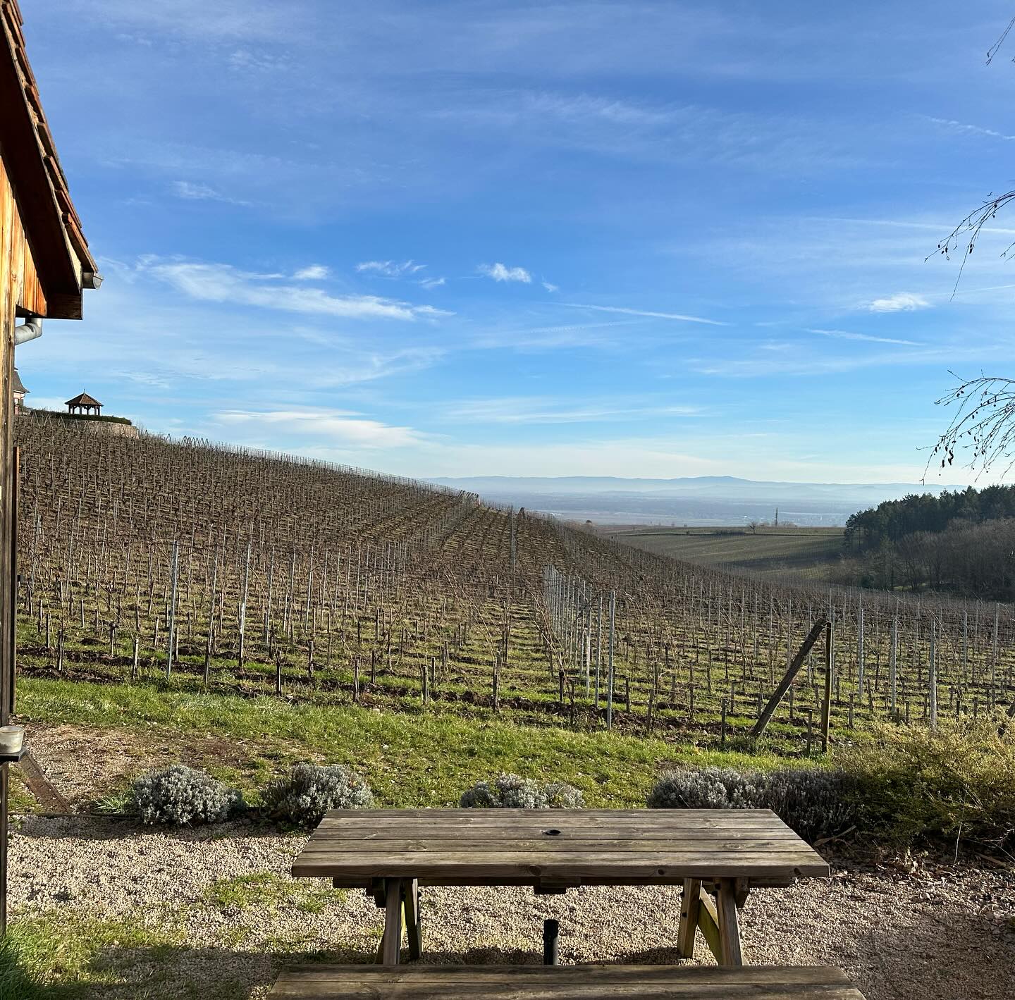  ドメーヌ・ツィント・ウンブレヒトの写真3