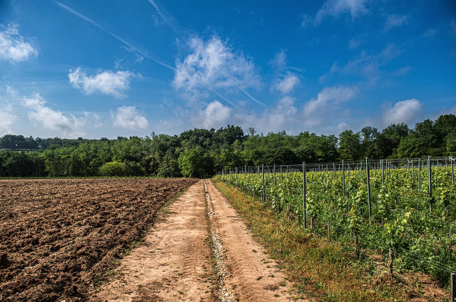 シャトー・ラ・ルービエールの写真1