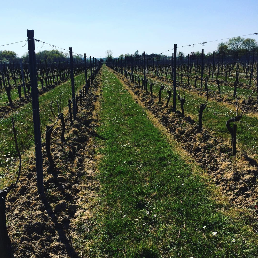 ヴィニョーブル・マンゴーの写真1