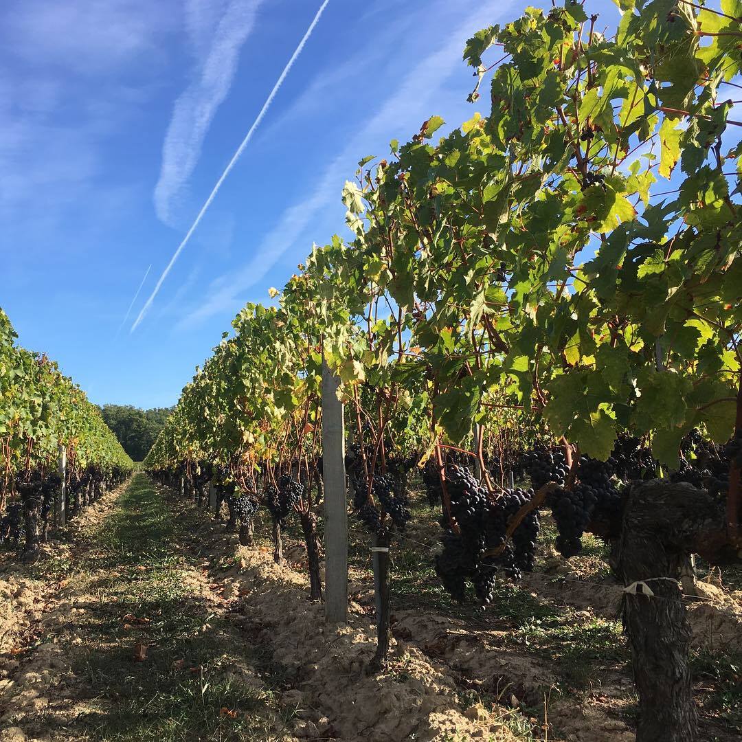 シャトー・ラ・セルグの写真3