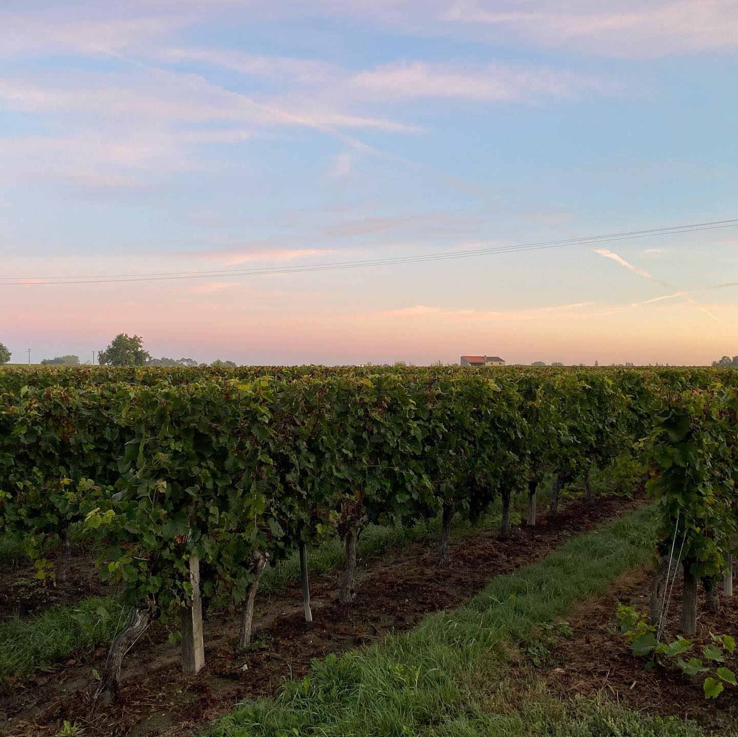 シャトー・カノン・シェニョーの写真3