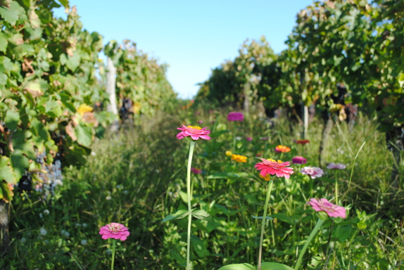 シャトー・フラン・ボードロンの写真1
