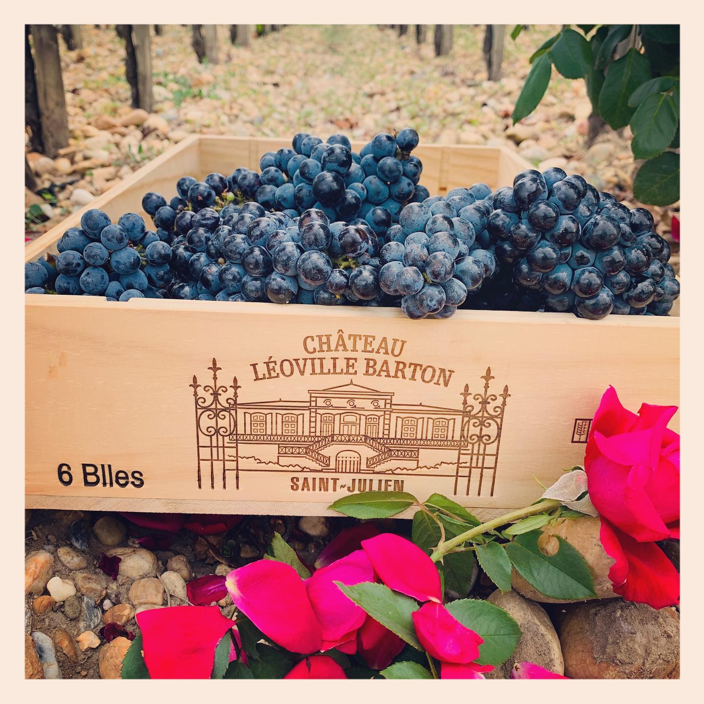 シャトー・レオヴィル・バルトンの写真3