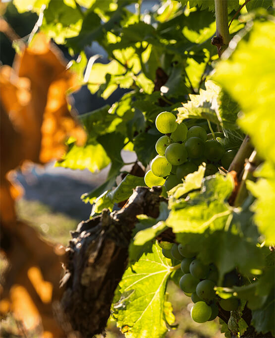 シャトー・カイユーの写真2