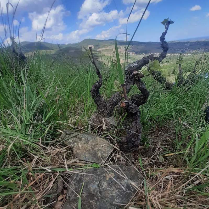 ドメーヌ・ド・ラ・ガペットの写真1