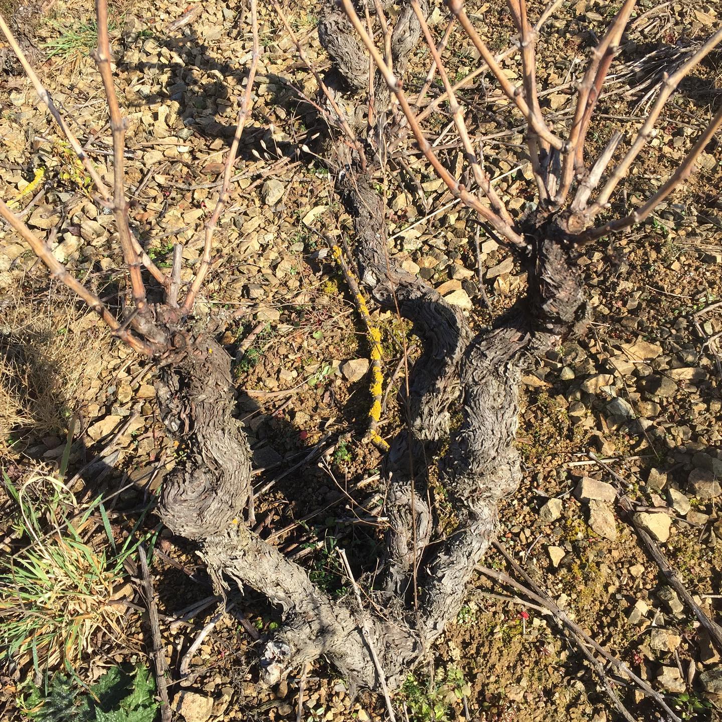 カリーヌ・エ・シリル・アロンソ・コンセルヴァトワール・ド・ヴィーニュの写真1