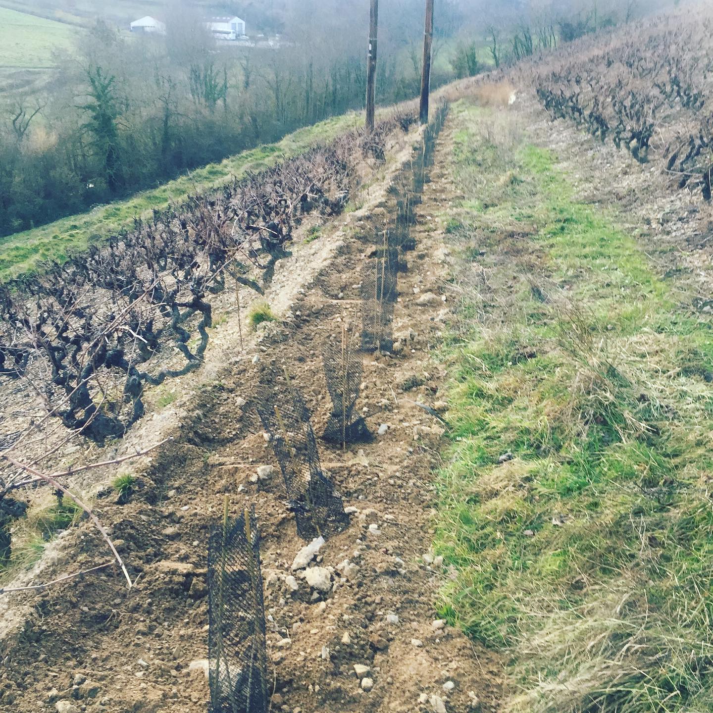 カリーヌ・エ・シリル・アロンソ・コンセルヴァトワール・ド・ヴィーニュの写真3