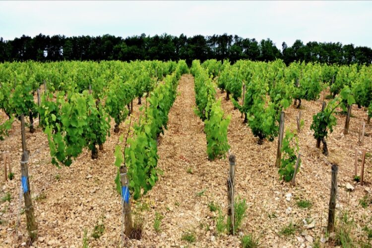 ドメーヌ・トリビュー・ドーヴィサの写真1