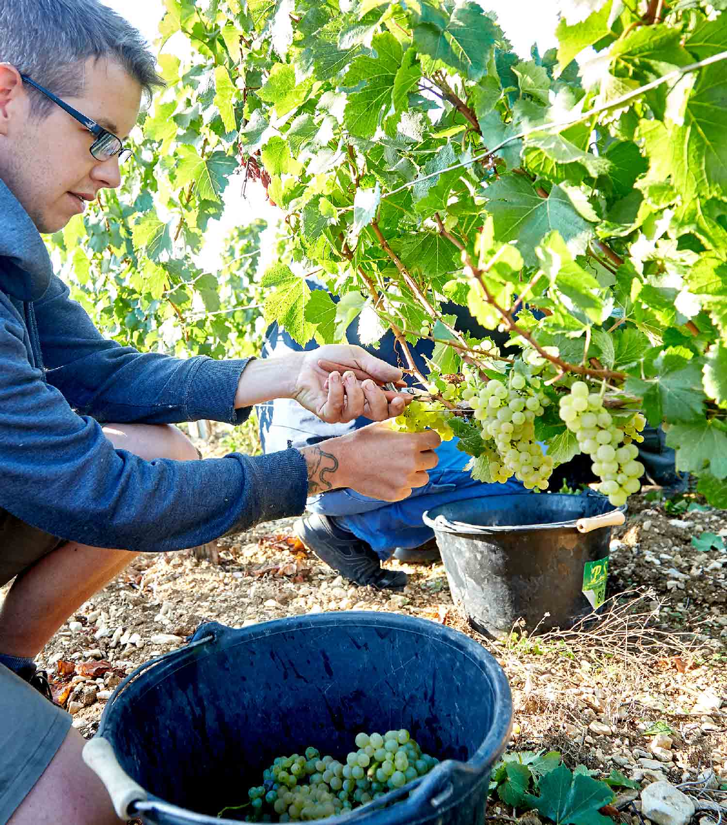 サミュエル・ビローの写真3