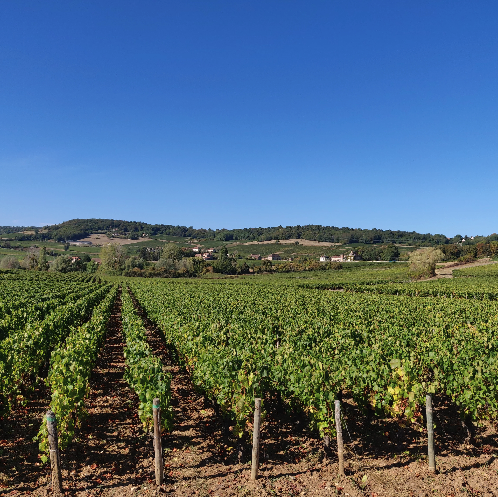 ドメーヌ・アリヌ・ボーネの写真3