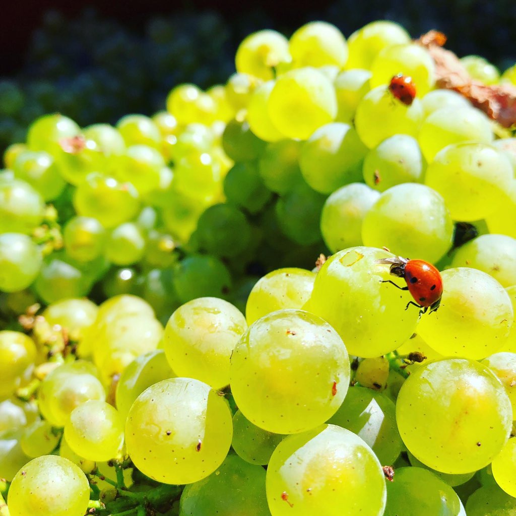 ドメーヌ・ヴァンサン ・デュルイユ・ジャンティアルの写真3