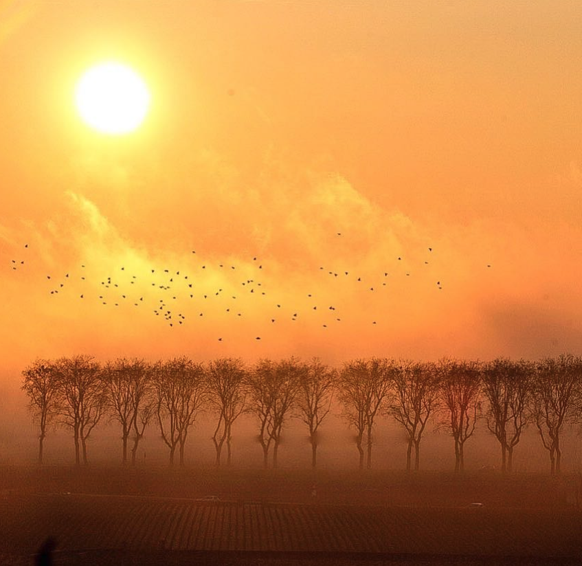 ドメーヌ・ヴァンサン・ダンセールの写真2