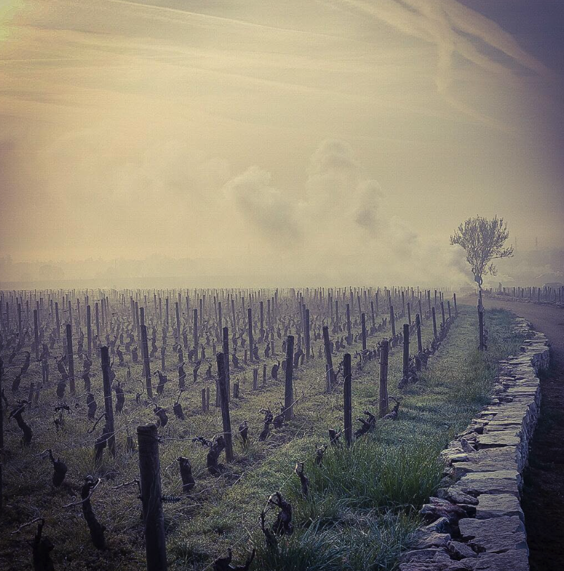 ドメーヌ・ヴァンサン・ダンセールの写真3