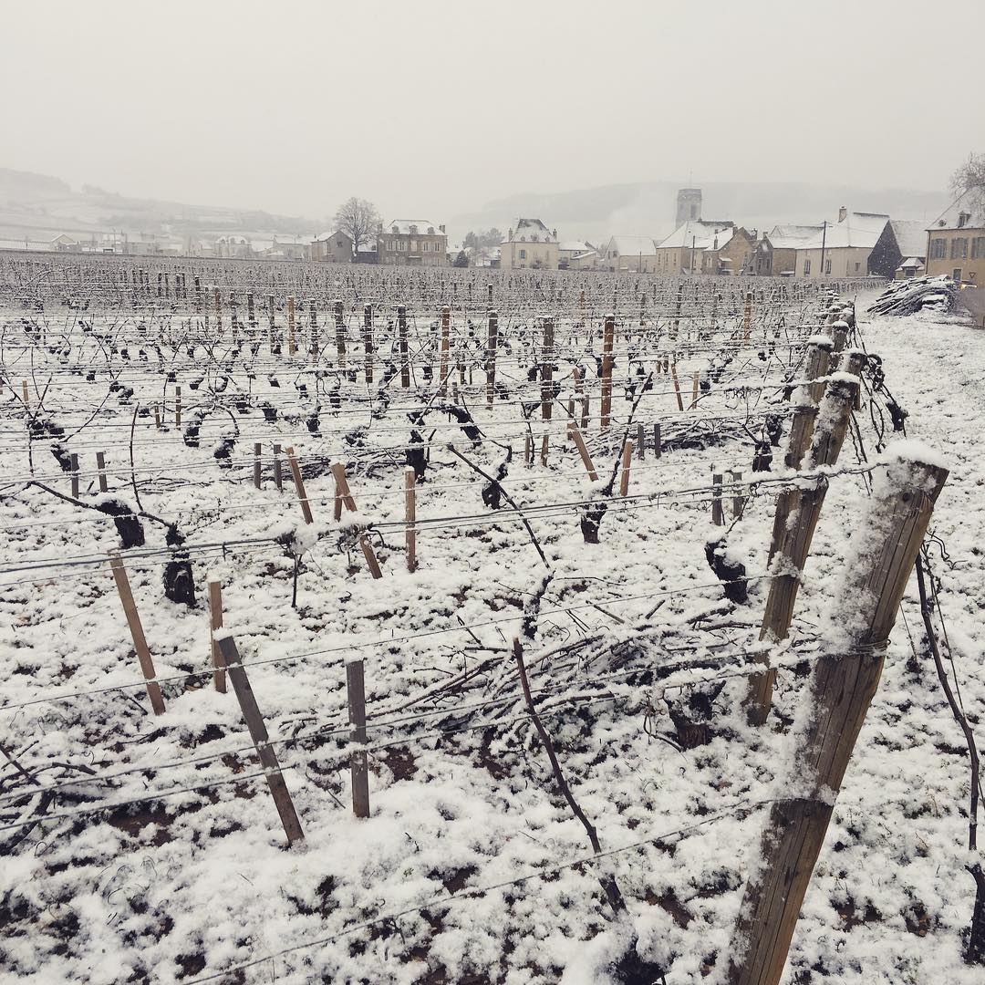 ドメーヌ・アンヌ＝フランソワーズ・グロの写真3