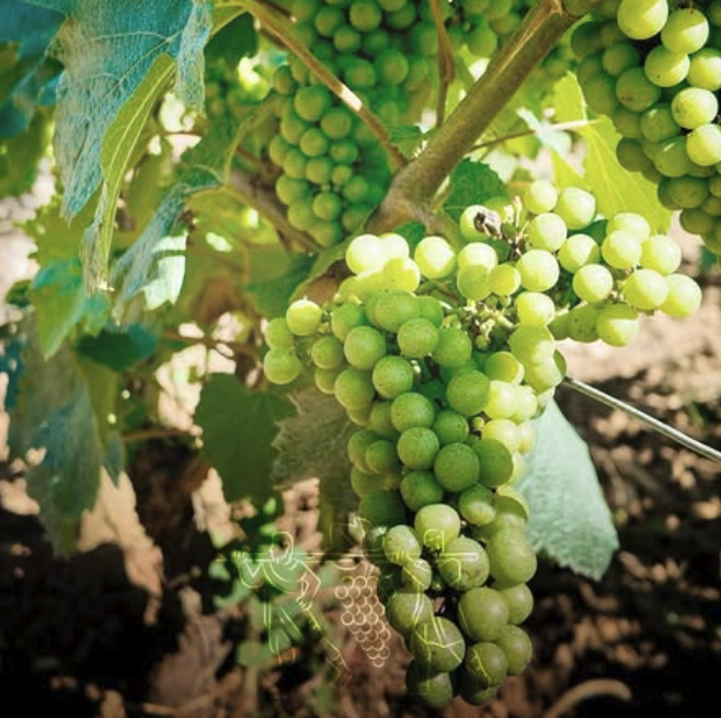 ドメーヌ・ブノワ・アントの写真3