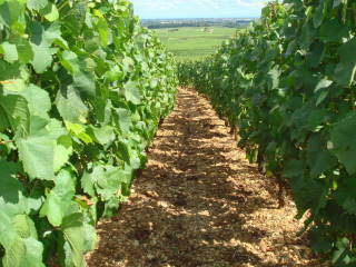 ドメーヌ・ペルノ・ベリカールの写真3