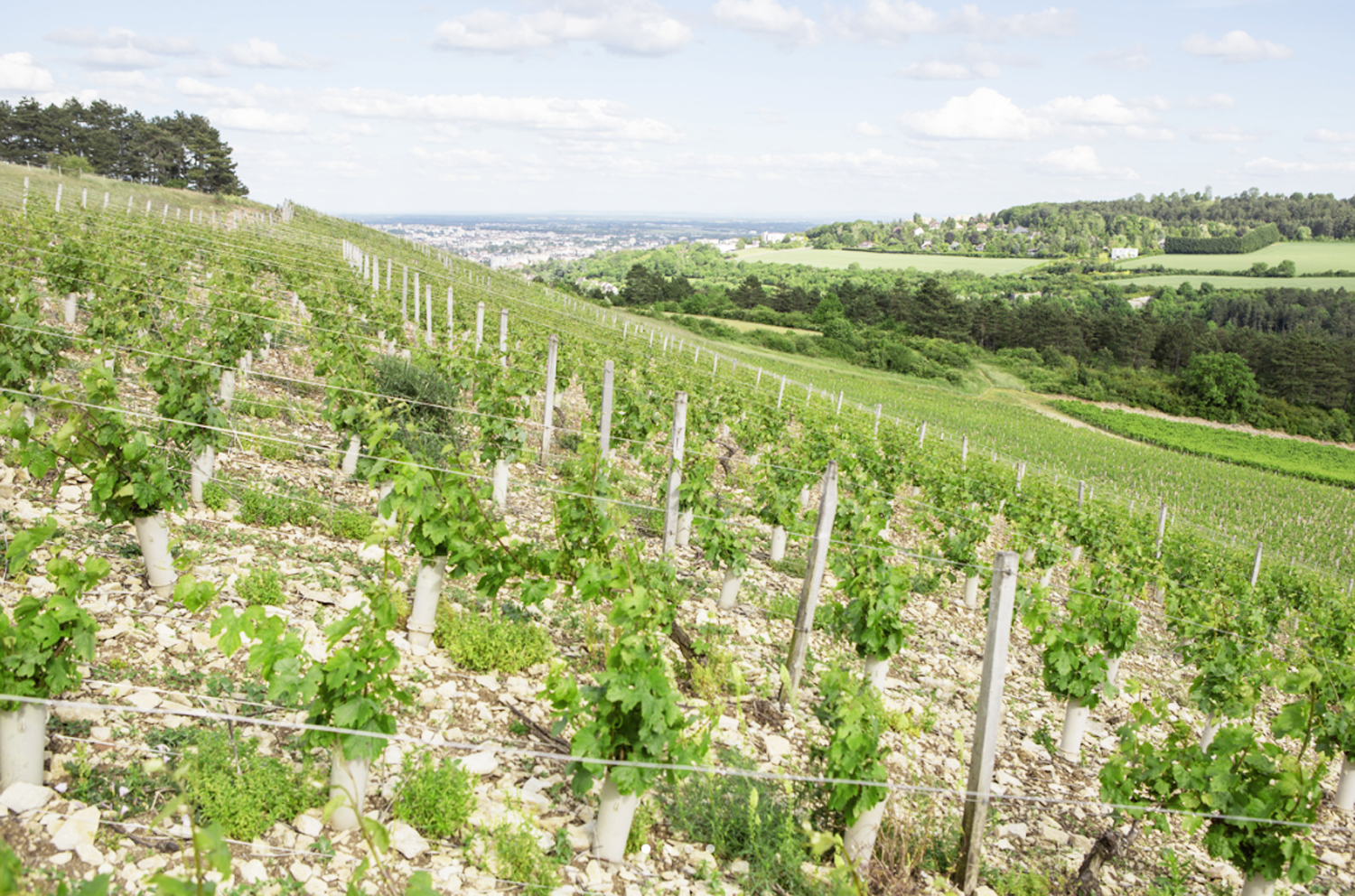 マルク・ソワイヤール　ドメーヌ ド・ラ・クラの写真1