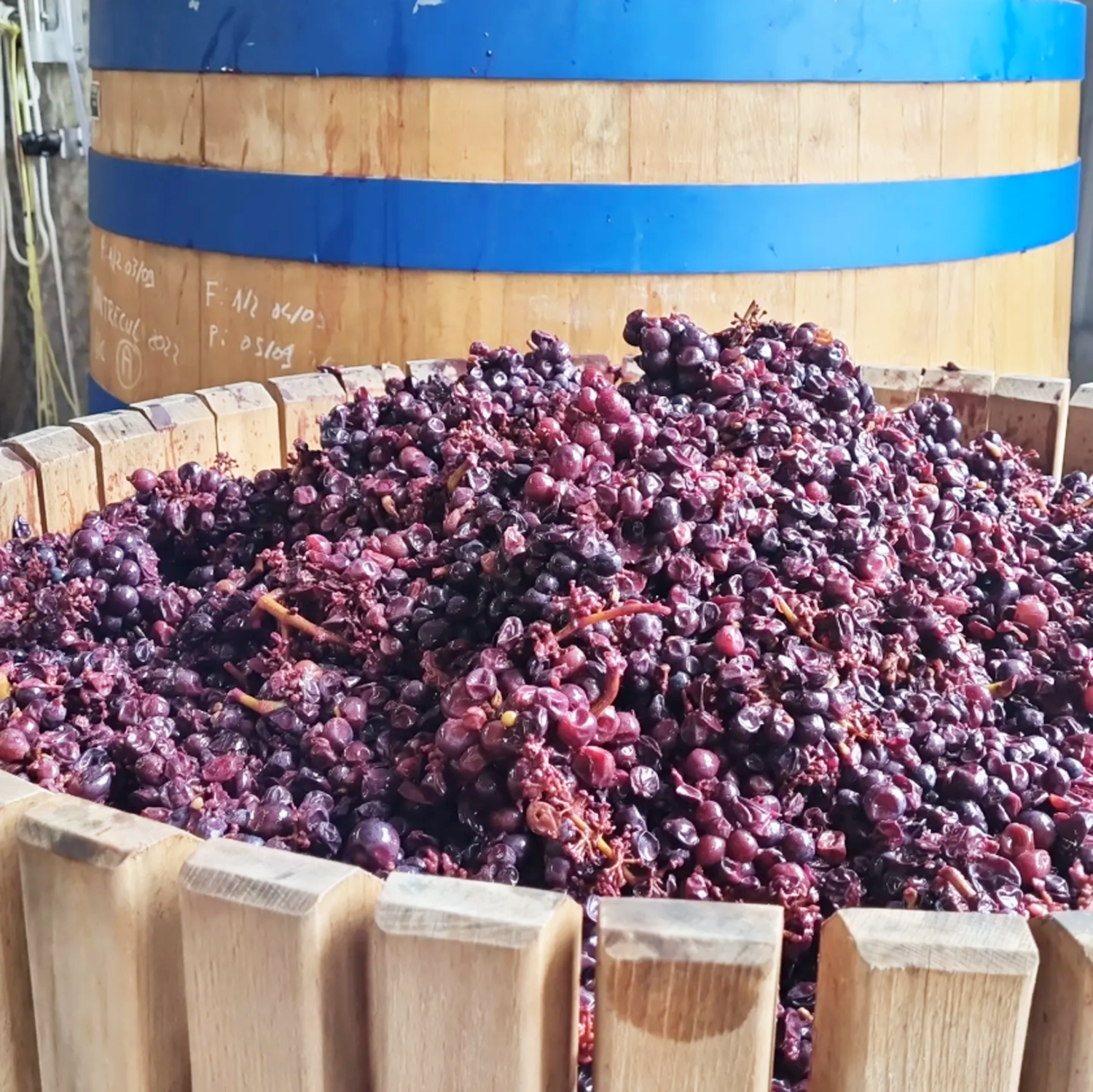 マルク・ソワイヤール　ドメーヌ ド・ラ・クラの写真3