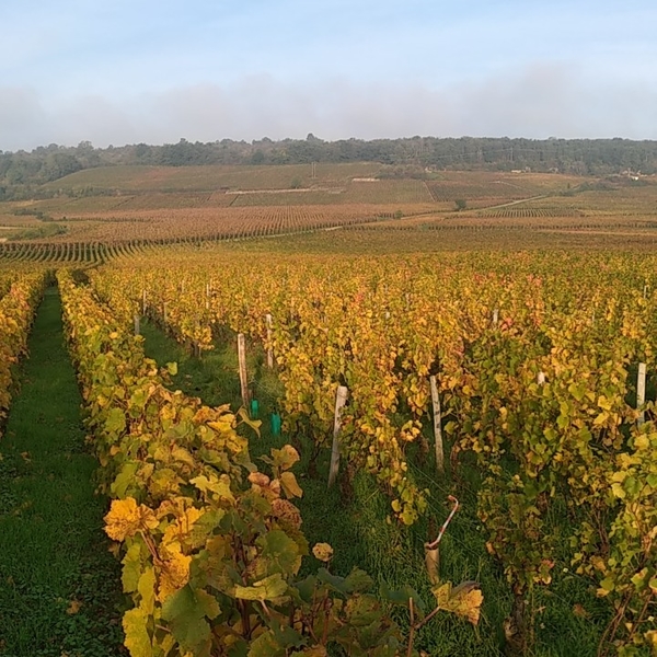 ドメーヌ・ボワジェ・フレールの写真2