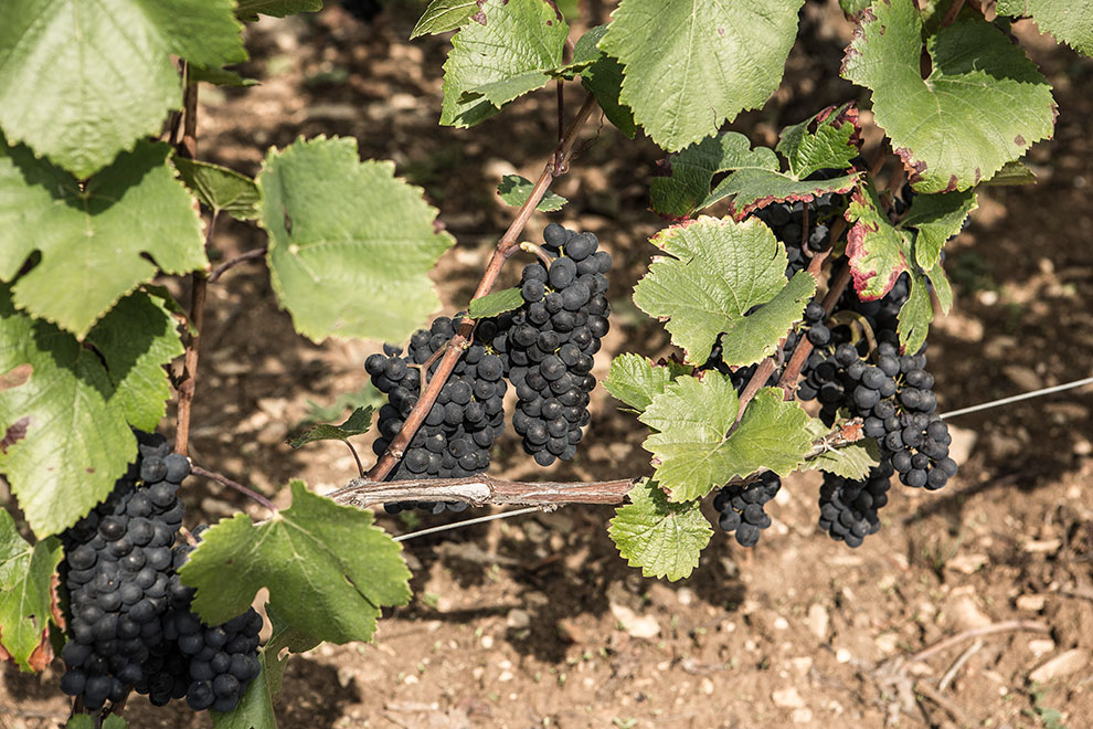 ドメーヌ・フィリップ・リベラ の写真3