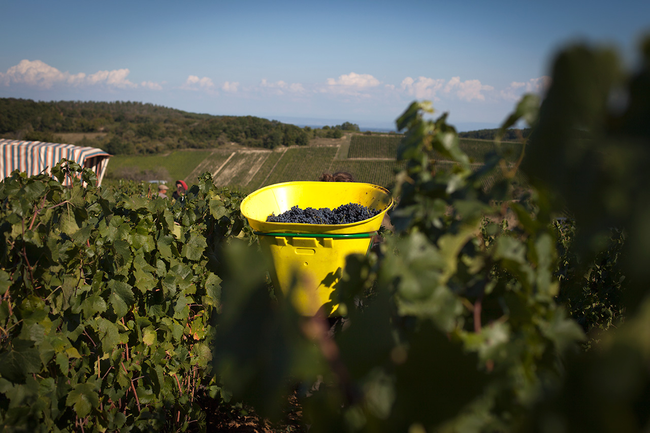 クロ・デ・ヴイーニュ・デュ メイヌの写真2