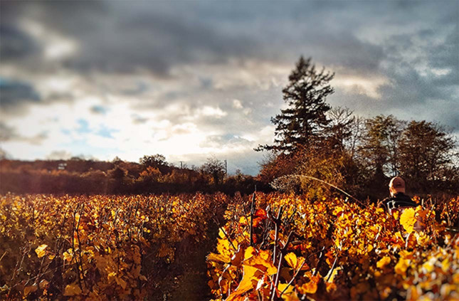 ドメーヌ・デュ・クロ・デ・ロックの写真2