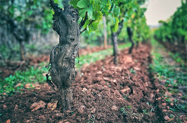 ドメーヌ・デュ・クロ・デ・ロックの写真3