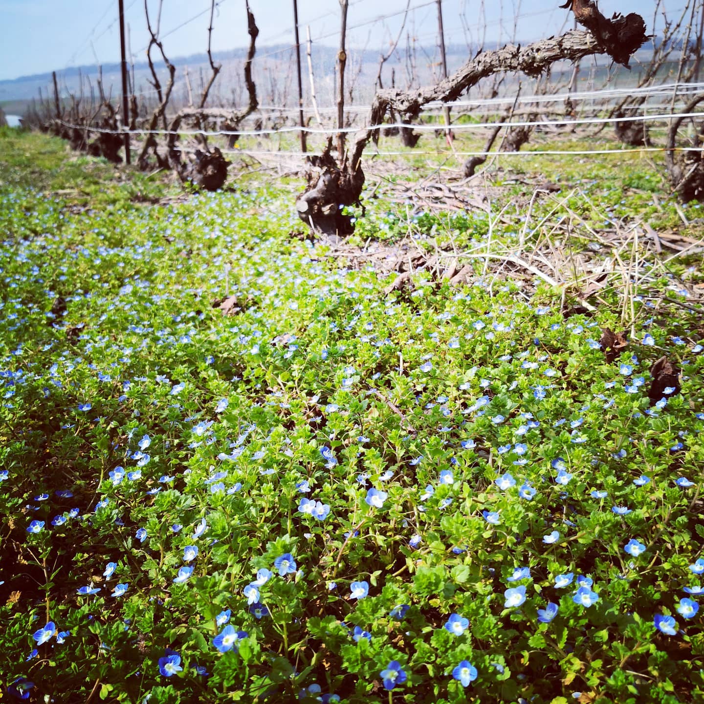 オーロール‧カサノヴァの写真1