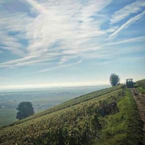 シャルトーニュ・タイエの写真1