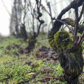 シャルトーニュ・タイエの写真3