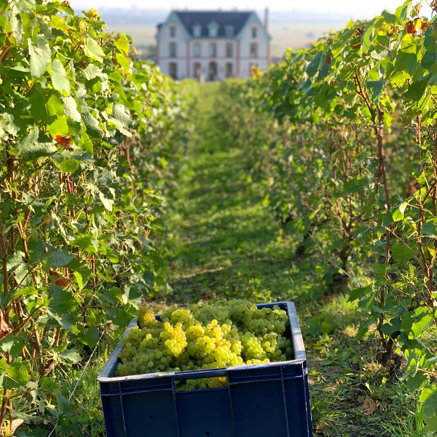 ジャン・フィリップ・トルセの写真2