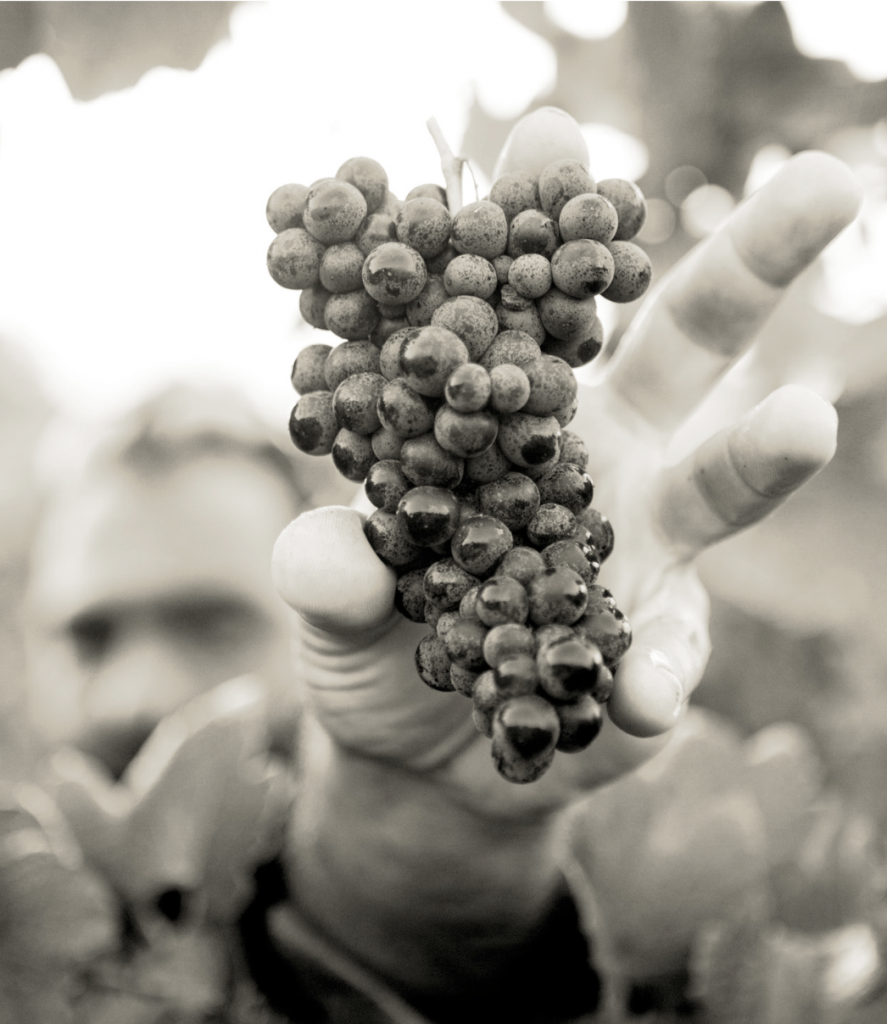 コレリーの写真1