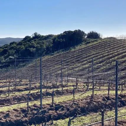 ドメーヌ・ズリアの写真3