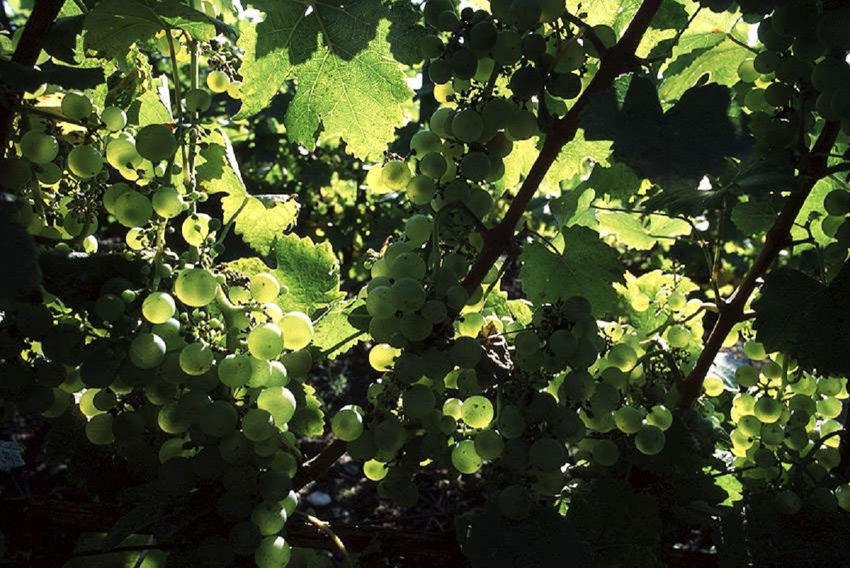 ドメーヌ・メルシエの写真3