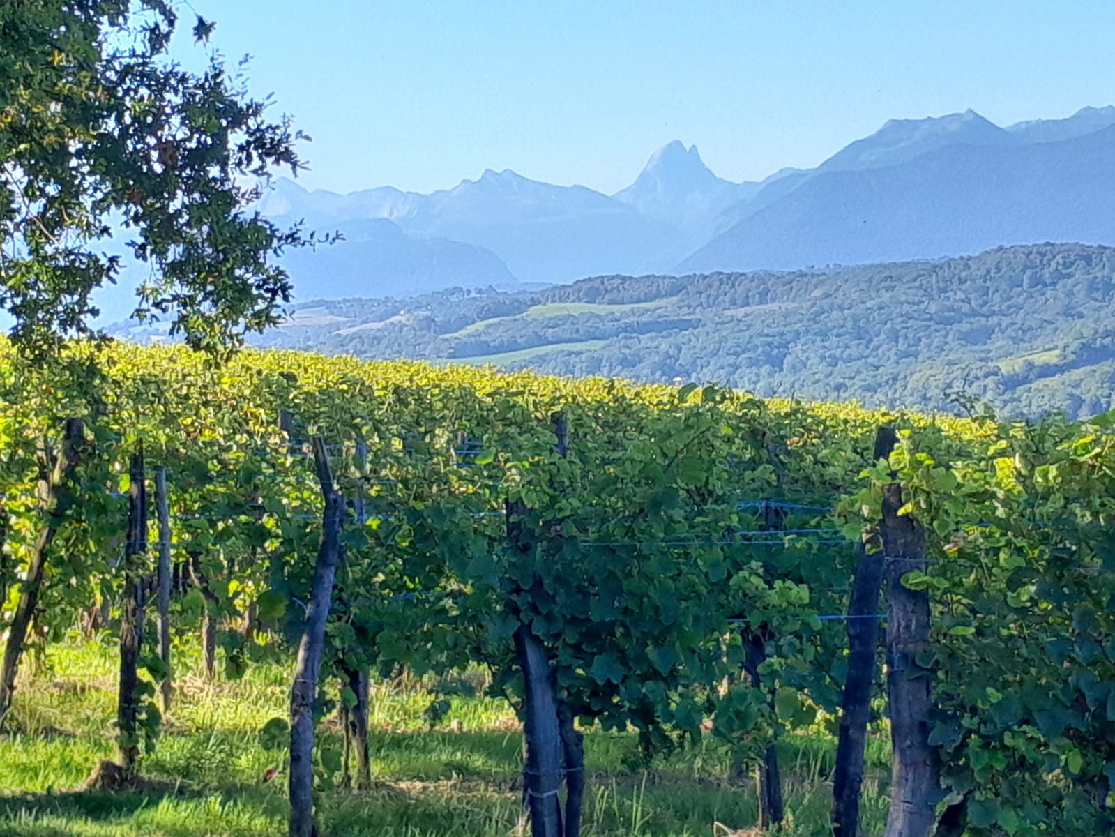 ドメーヌ・クロ・ラペイルの写真2