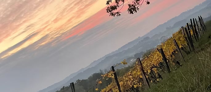 ステラテウスの写真3