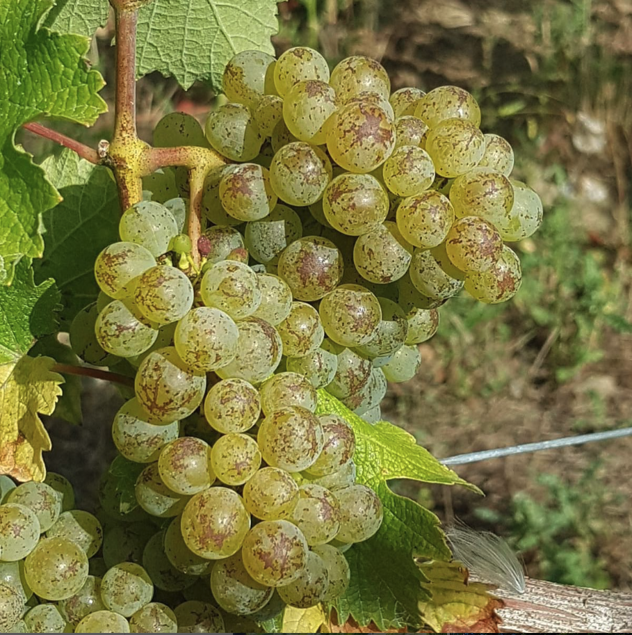 アルノー・ランベールの写真3