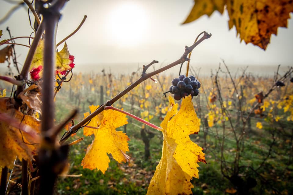 ドメーヌ・デ・クロジエの写真1