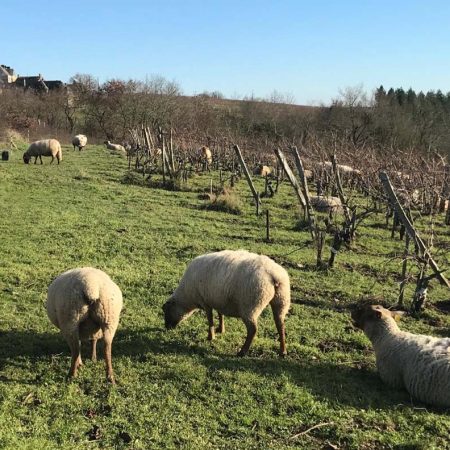 テール・デ・レリュの写真3