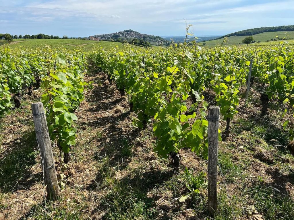 ドメーヌ・ベイリー・リヴェルディの写真2