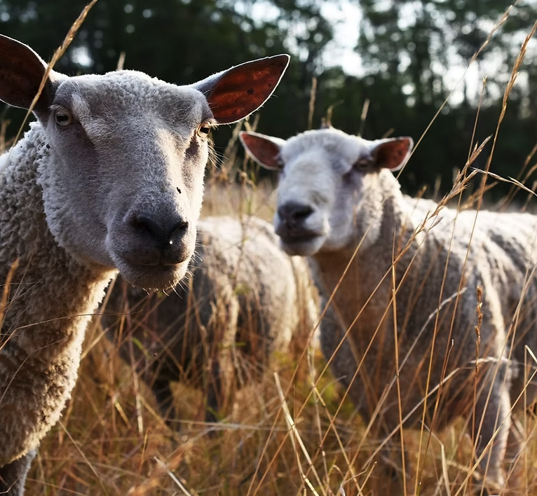 ドメーヌ・レ・ポエットの写真3